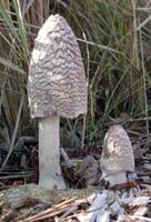 The larger mushroom's cap shows the fibrous coating beginning to split apart. 